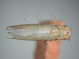 中文名:大白葉蟬(220-2799)學名:Cofana spectra (Distant, 1908)(220-2799)英文名:White Leafhopper