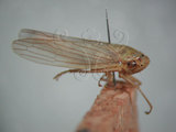 中文名:大白葉蟬(220-2830)學名:Cofana spectra (Distant, 1908)(220-2830)英文名:White Leafhopper