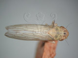 中文名:大白葉蟬(220-2877)學名:Cofana spectra (Distant, 1908)(220-2877)英文名:White Leafhopper