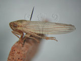 中文名:大白葉蟬(220-2895)學名:Cofana spectra (Distant, 1908)(220-2895)英文名:White Leafhopper