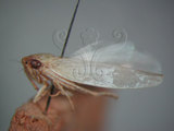 中文名:大白葉蟬(220-2906)學名:Cofana spectra (Distant, 1908)(220-2906)英文名:White Leafhopper