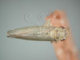 中文名:大白葉蟬(220-3000)學名:Cofana spectra (Distant, 1908)(220-3000)英文名:White Leafhopper