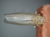 中文名:大白葉蟬(220-3034)學名:Cofana spectra (Distant, 1908)(220-3034)英文名:White Leafhopper