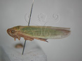 中文名:大白葉蟬(629-4601)學名:Cofana spectra (Distant, 1908)(629-4601)英文名:White Leafhopper