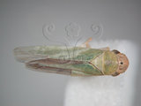 中文名:大白葉蟬(629-7387)學名:Cofana spectra (Distant, 1908)(629-7387)英文名:White Leafhopper
