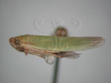 中文名:大白葉蟬(629-4557)學名:Cofana spectra (Distant, 1908)(629-4557)英文名:White Leafhopper