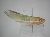 中文名:大白葉蟬(629-4563)學名:Cofana spectra (Distant, 1908)(629-4563)英文名:White Leafhopper
