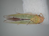 中文名:大白葉蟬(629-4563)學名:Cofana spectra (Distant, 1908)(629-4563)英文名:White Leafhopper