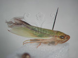 中文名:大白葉蟬(629-4568)學名:Cofana spectra (Distant, 1908)(629-4568)英文名:White Leafhopper