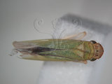 中文名:大白葉蟬(629-4568)學名:Cofana spectra (Distant, 1908)(629-4568)英文名:White Leafhopper