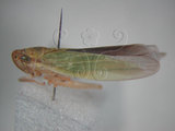 中文名:大白葉蟬(629-4573)學名:Cofana spectra (Distant, 1908)(629-4573)英文名:White Leafhopper
