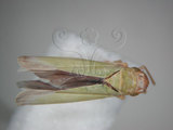 中文名:大白葉蟬(629-4583)學名:Cofana spectra (Distant, 1908)(629-4583)英文名:White Leafhopper