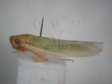 中文名:大白葉蟬(629-4585)學名:Cofana spectra (Distant, 1908)(629-4585)英文名:White Leafhopper
