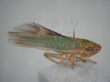 中文名:大白葉蟬(629-4597)學名:Cofana spectra (Distant, 1908)(629-4597)英文名:White Leafhopper