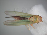 中文名:大白葉蟬(629-4597)學名:Cofana spectra (Distant, 1908)(629-4597)英文名:White Leafhopper