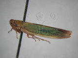 中文名:大白葉蟬(64-516)學名:Cofana spectra (Distant, 1908)(64-516)英文名:White Leafhopper