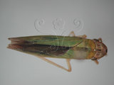 中文名:大白葉蟬(64-516)學名:Cofana spectra (Distant, 1908)(64-516)英文名:White Leafhopper