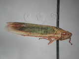 中文名:大白葉蟬(64-517)學名:Cofana spectra (Distant, 1908)(64-517)英文名:White Leafhopper