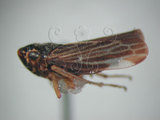 中文名:褐帶橫脊葉蟬(220-7756)學名:Evacanthus acuminatus (Fabricius, 1794)(220-7756)