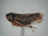 中文名:褐帶橫脊葉蟬(220-7902)學名:Evacanthus acuminatus (Fabricius, 1794)(220-7902)