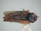 中文名:褐帶橫脊葉蟬(220-7979)學名:Evacanthus acuminatus (Fabricius, 1794)(220-7979)