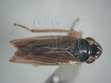 中文名:褐帶橫脊葉蟬(220-7995)學名:Evacanthus acuminatus (Fabricius, 1794)(220-7995)