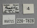 中文名:黃紋錐頭葉蟬(220-7828)學名:Onukia flavimacula Kato, 1933(220-7828)