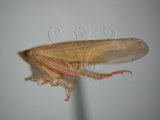 中文名:紅帶鏟頭葉蟬(220-3291)學名:Hecalus arcuatus (Motschulsky, 1859)(220-3291)