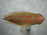 中文名:紅帶鏟頭葉蟬(220-3302)學名:Hecalus arcuatus (Motschulsky, 1859)(220-3302)