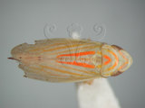 中文名:紅帶鏟頭葉蟬(220-3320)學名:Hecalus arcuatus (Motschulsky, 1859)(220-3320)