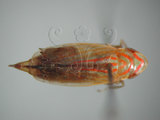 中文名:紅帶鏟頭葉蟬(434-541)學名:Hecalus arcuatus (Motschulsky, 1859)(434-541)