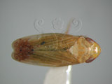 中文名:橙帶鏟頭葉蟬(220-3350)學名:Hecalus porrectus (Walker, 1858)(220-3350)