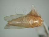 中文名:褐脊鏟頭葉蟬(220-3082)學名:Hecalus prasinus (Matsumura, 1905)(220-3082)