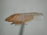 中文名:褐脊鏟頭葉蟬(220-3086)學名:Hecalus prasinus (Matsumura, 1905)(220-3086)