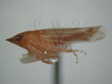 中文名:褐脊鏟頭葉蟬(220-3108)學名:Hecalus prasinus (Matsumura, 1905)(220-3108)
