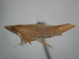 中文名:褐脊鏟頭葉蟬(220-3188)學名:Hecalus prasinus (Matsumura, 1905)(220-3188)