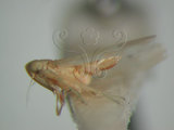 中文名:(220-6688)學名:Amrasca biguttula biguttula (Ishida, 1913)(220-6688)