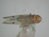 中文名:(220-6887)學名:Amrasca biguttula biguttula (Ishida, 1913)(220-6887)