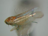 中文名:(220-6936)學名:Amrasca biguttula biguttula (Ishida, 1913)(220-6936)