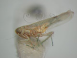 中文名:(220-6944)學名:Amrasca biguttula biguttula (Ishida, 1913)(220-6944)
