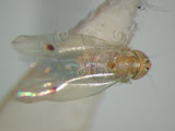 中文名:(220-6945)學名:Amrasca biguttula biguttula (Ishida, 1913)(220-6945)