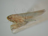 中文名:(220-7008)學名:Amrasca biguttula biguttula (Ishida, 1913)(220-7008)
