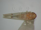 中文名:(220-7008)學名:Amrasca biguttula biguttula (Ishida, 1913)(220-7008)