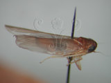 中文名:(220-7105)學名:Coloana arcuata Dworakowska, 1981(220-7105)