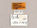 中文名:枯球蘿紋蛾(1596-422...