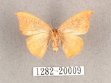 中文名:(1282-20009)學名:Albara scabiosa (Byrk, 1949)(1282-20009)