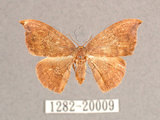 中文名:(1282-20009)學名:Albara scabiosa (Byrk, 1949)(1282-20009)