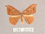 中文名:(1282-20359)學名:Albara scabiosa (Byrk, 1949)(1282-20359)