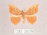 中文名:(1282-20570)學名:Albara scabiosa (Byrk, 1949)(1282-20570)