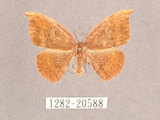 中文名:(1282-20588)學名:Albara scabiosa (Byrk, 1949)(1282-20588)